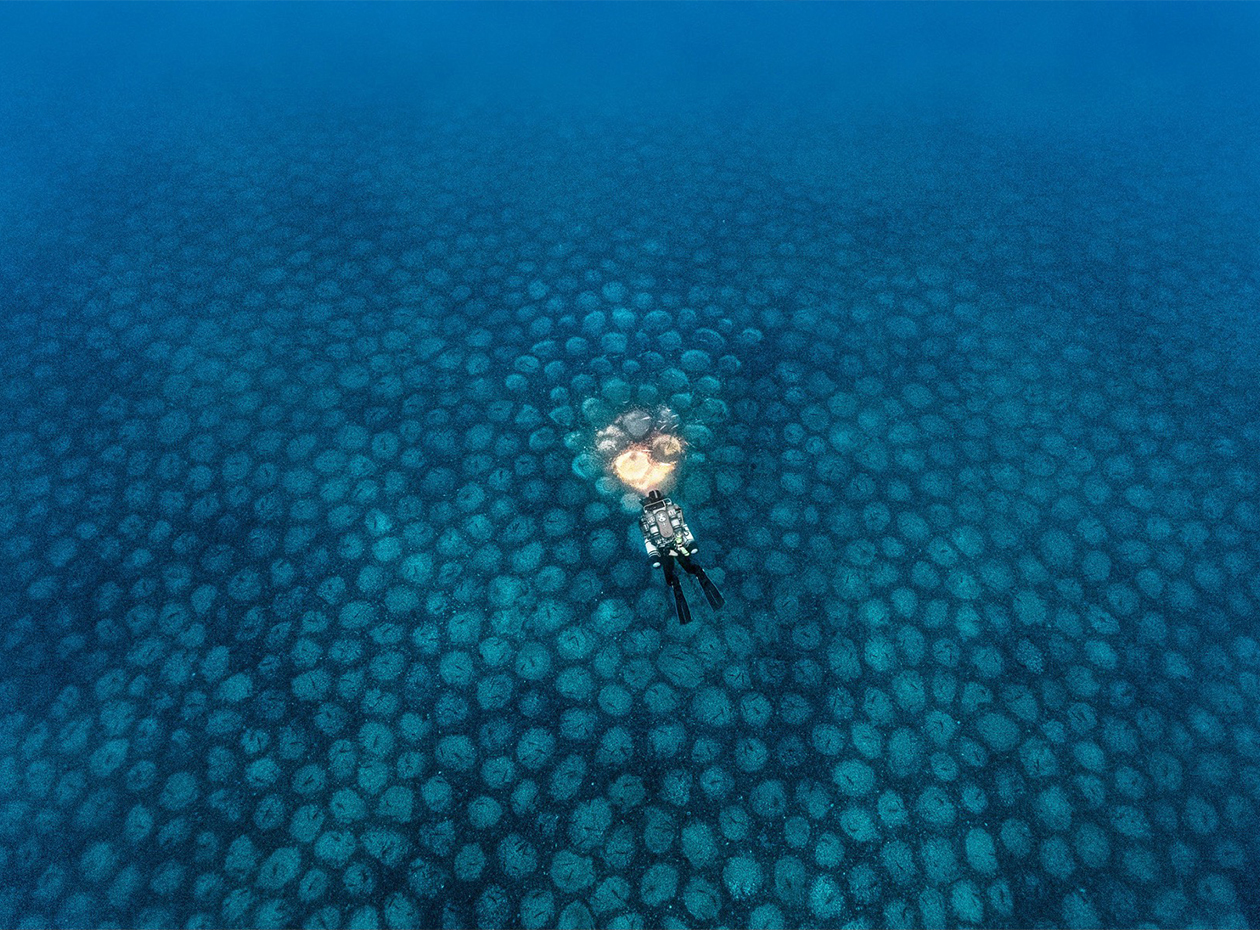 angelsandnests_still